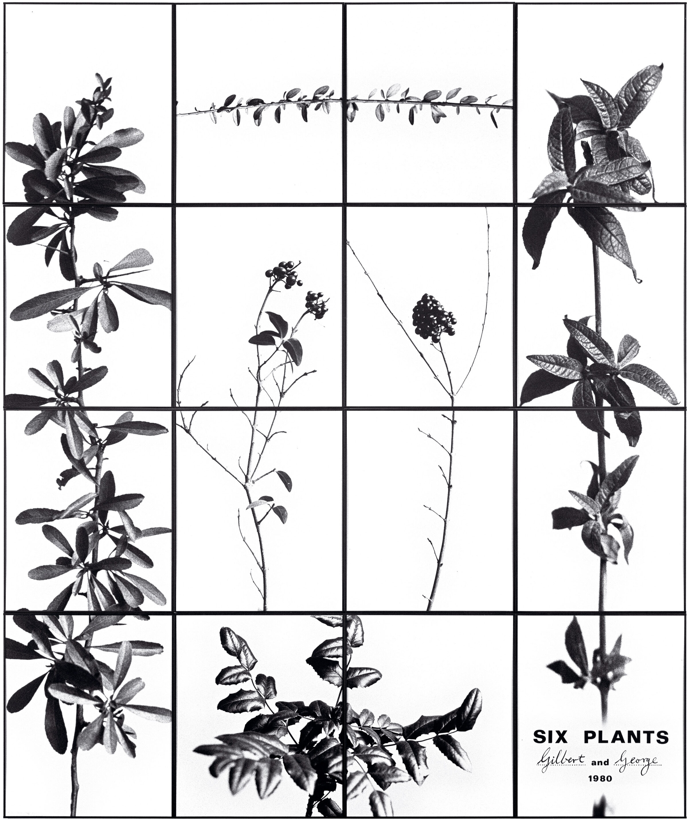 1980 SIX PLANTS